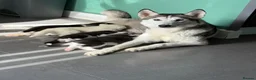 Siberian Husky dogs for sale: Siberian Husky puppies 1 boy 4 girls - Advert 1