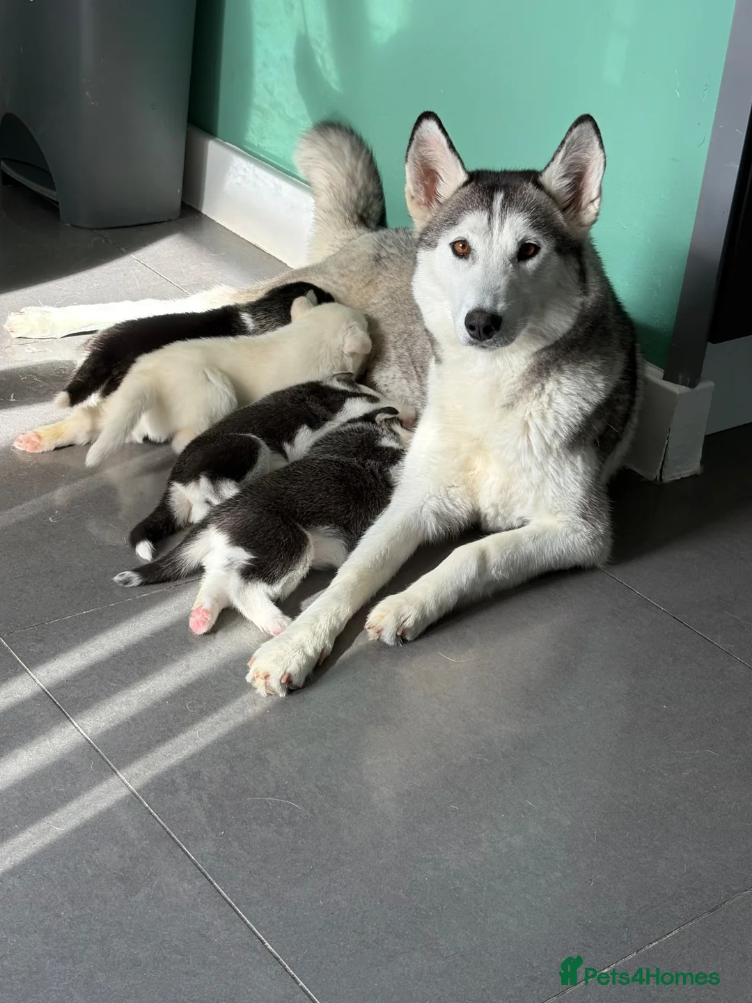 Siberian Husky dogs for sale: Siberian Husky puppies 1 boy 4 girls - Advert 1