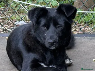 Border Collie dogs 🐾 BONNIE – Female Border Collie 🐾 - Advert 14