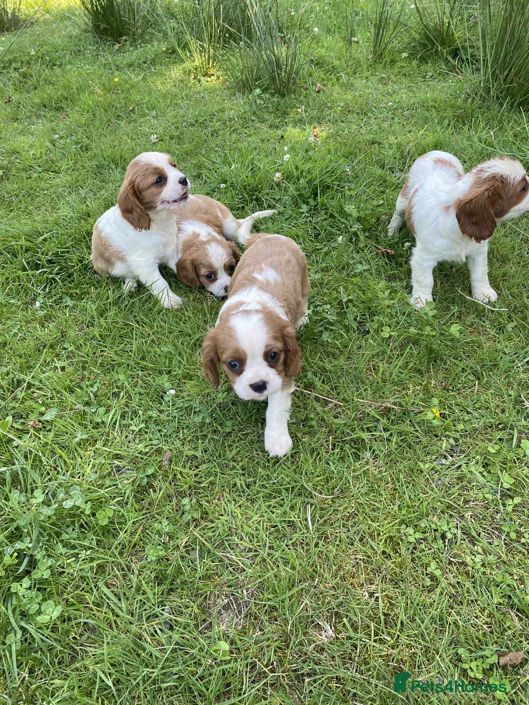 Cavalier King Charles Spaniel dogs for sale: Ready now, cavalier King Charles pups - Image 9