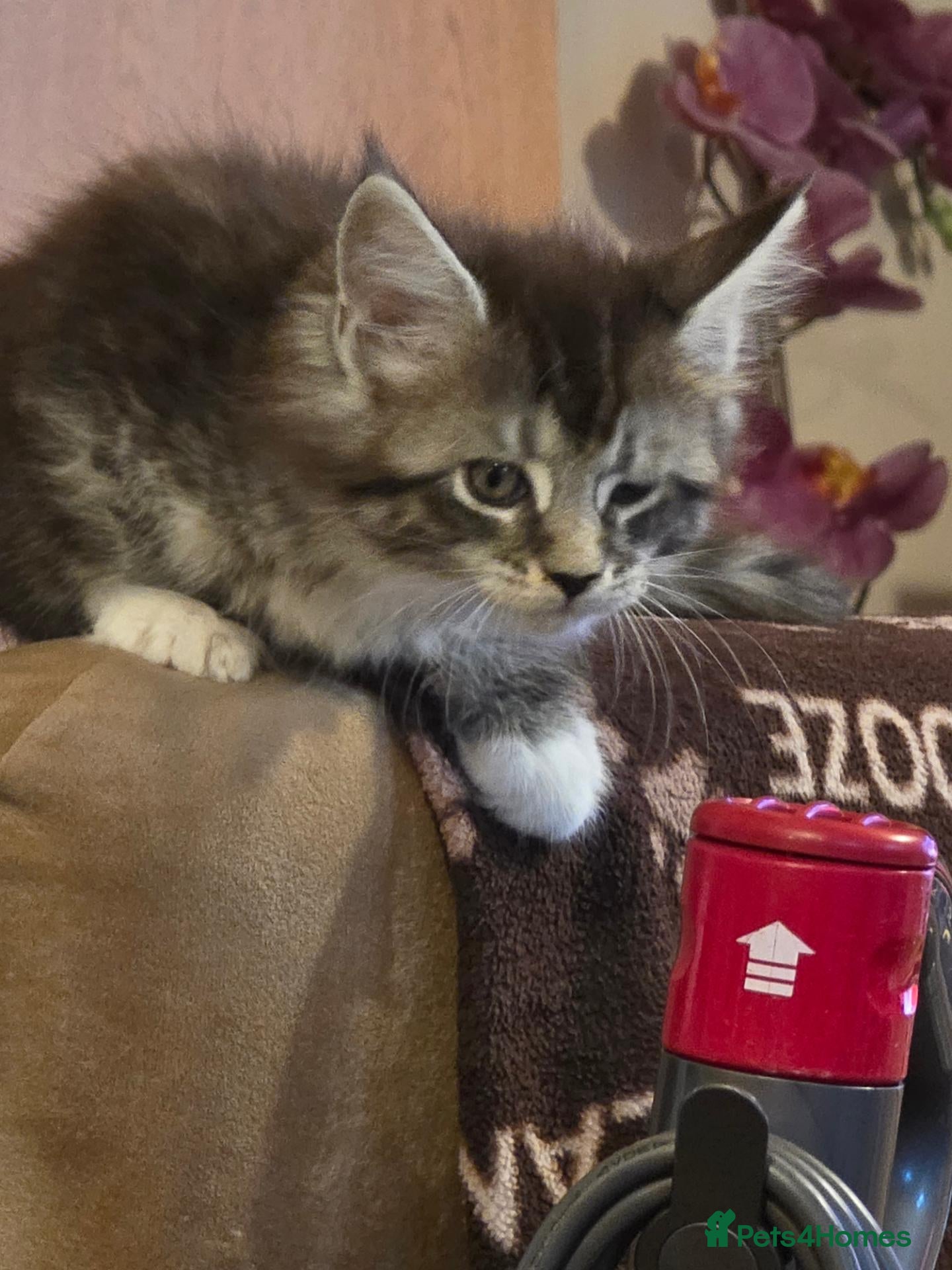 Maine Coon cats 3 maine coon kittens  - Advert 3