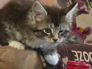 Maine Coon cats 3 maine coon kittens - Advert 2
