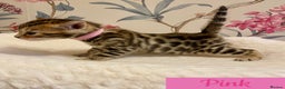 Bengal cats for sale: Beautiful Bengal Kittens - Advert 1
