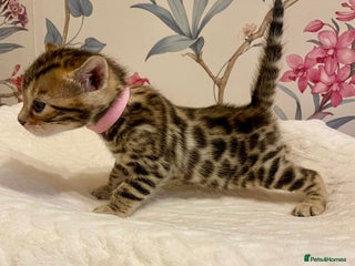 Bengal cats Beautiful Bengal Kittens - Advert 2