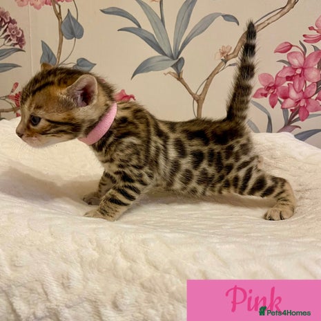 Bengal cats Beautiful Bengal Kittens - Advert 1