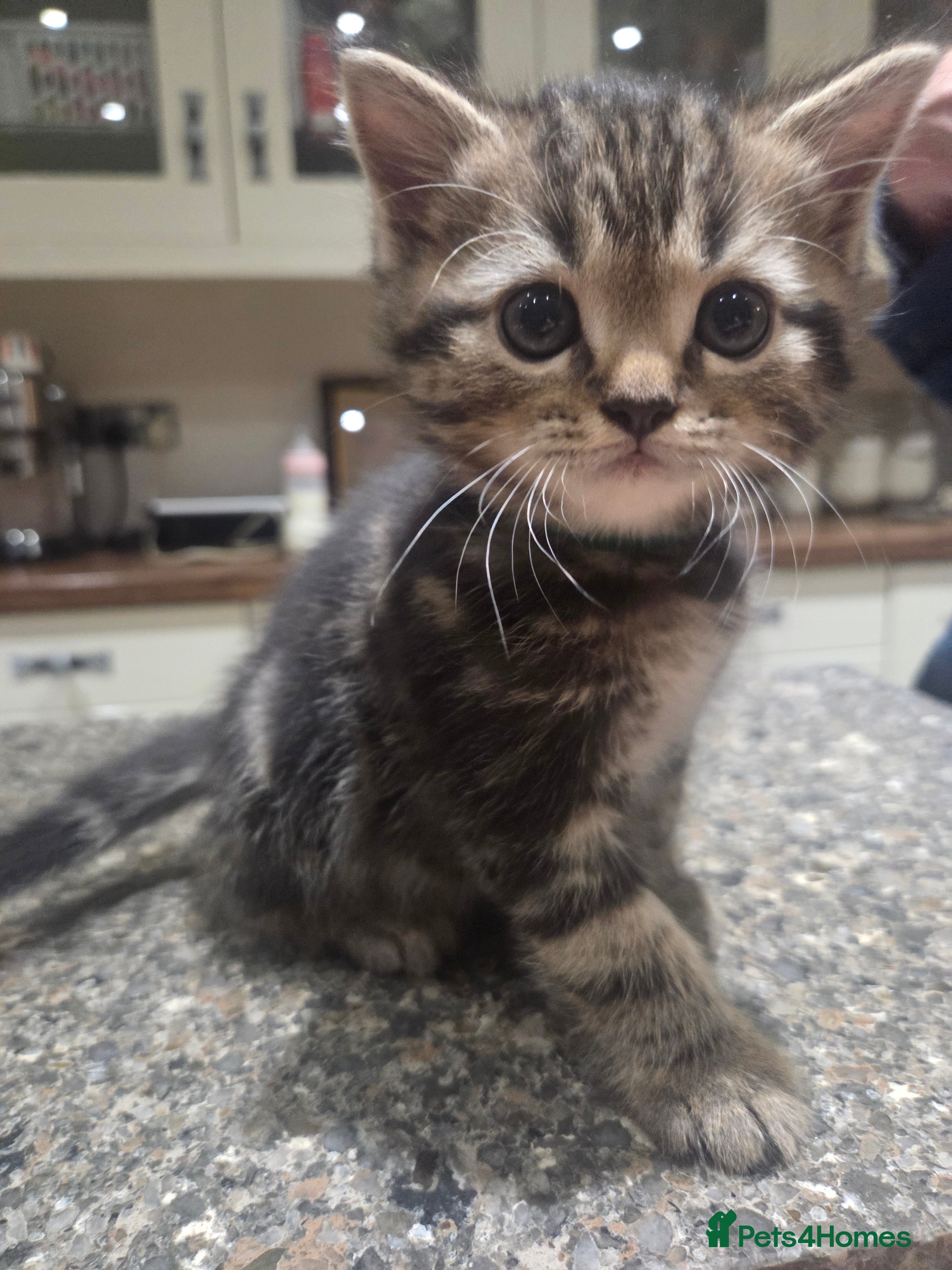 Persian Kitten 5