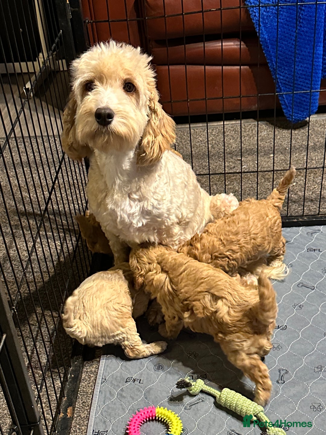 Cockapoo dogs for sale: Show Type Cockapoo Puppies - DNA tested parents - Advert 7