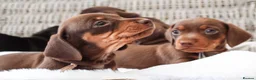 Miniature Dachshund dogs for sale: KC HEALTH TESTED MINIATURE DACHSHUNDS- LICENSED  - Advert 18