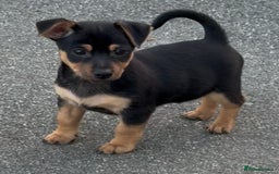 Jack Russell dogs for sale: 2 Jack Russell dog pups  - Image 1