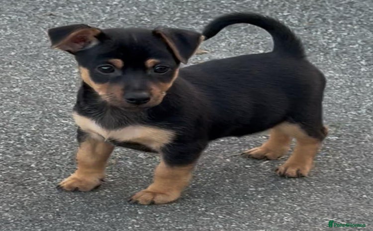 Jack Russell dogs - Advert 8