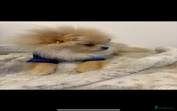 Pomeranian dogs for sale: Pomeranian  - Advert 4