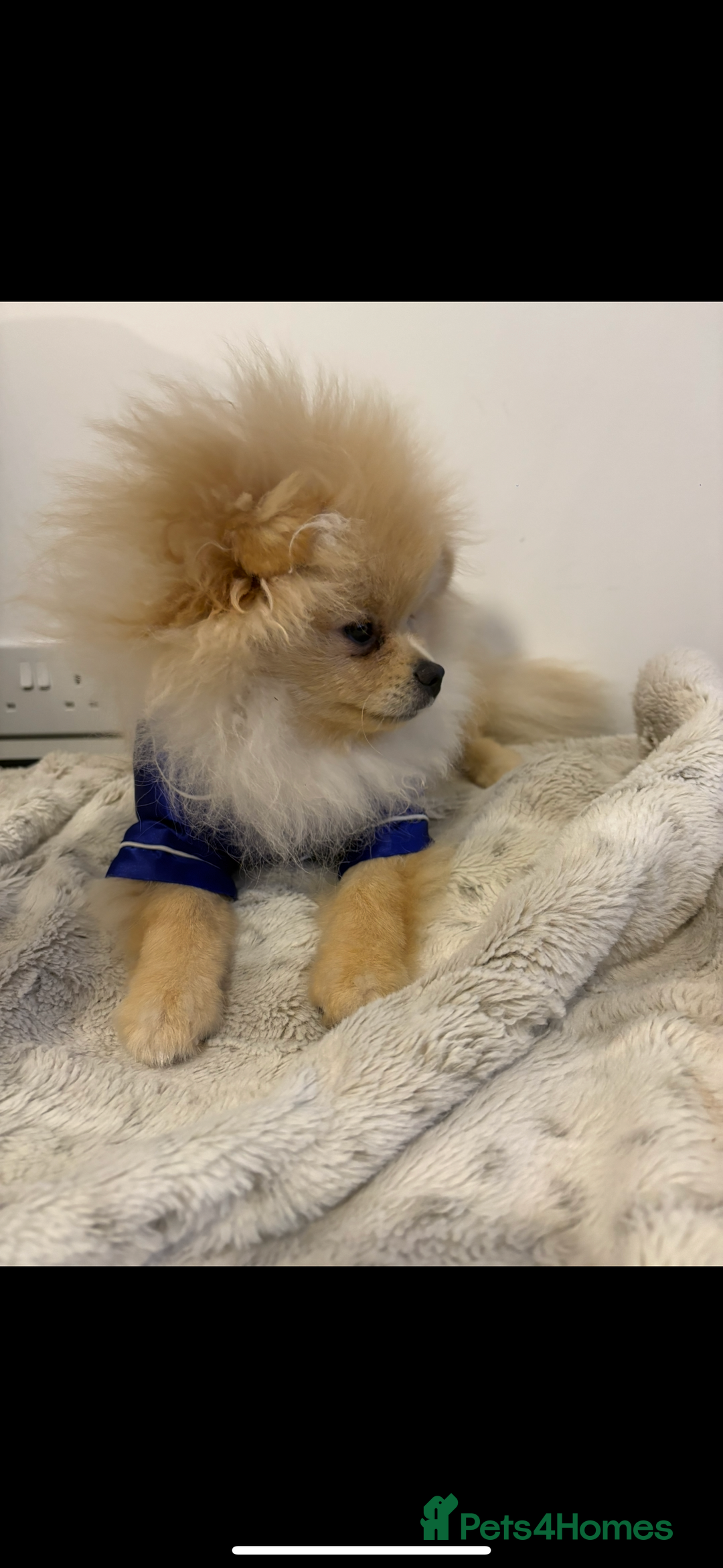 Pomeranian dogs for sale: Pomeranian  - Advert 4