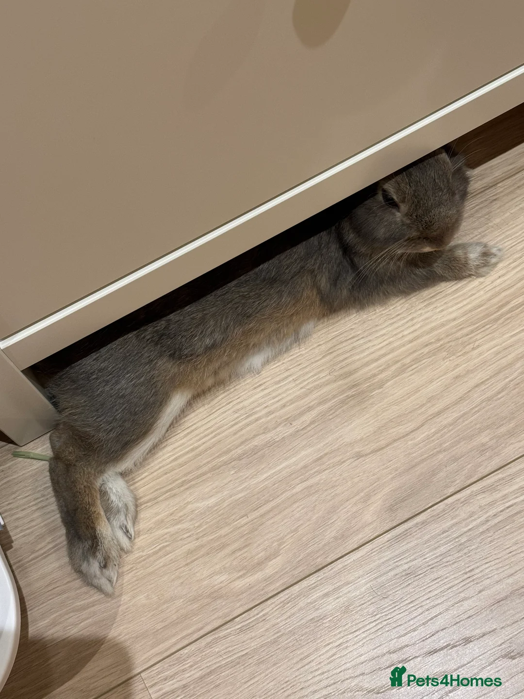 Netherland Dwarf rabbits for sale: Loving home for Pecan 🤍🐰 - Advert 5