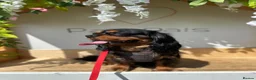 Cavalier King Charles Spaniel dogs for stud: KC BCA Clear Health Tested Black & Tan CKCS Stud - Advert 8