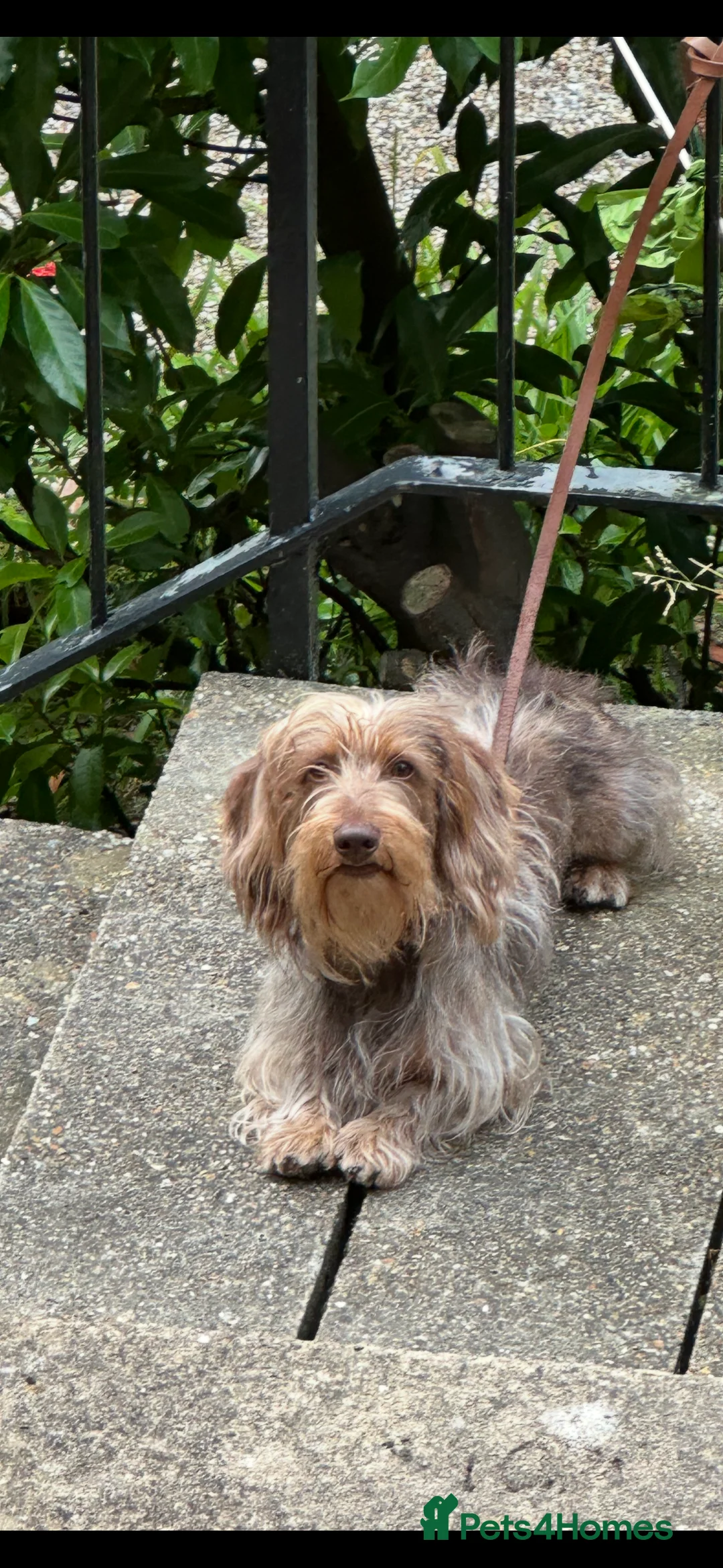 Dachshund dogs for stud: male-Otto in Tunbridge Wells - Advert 2