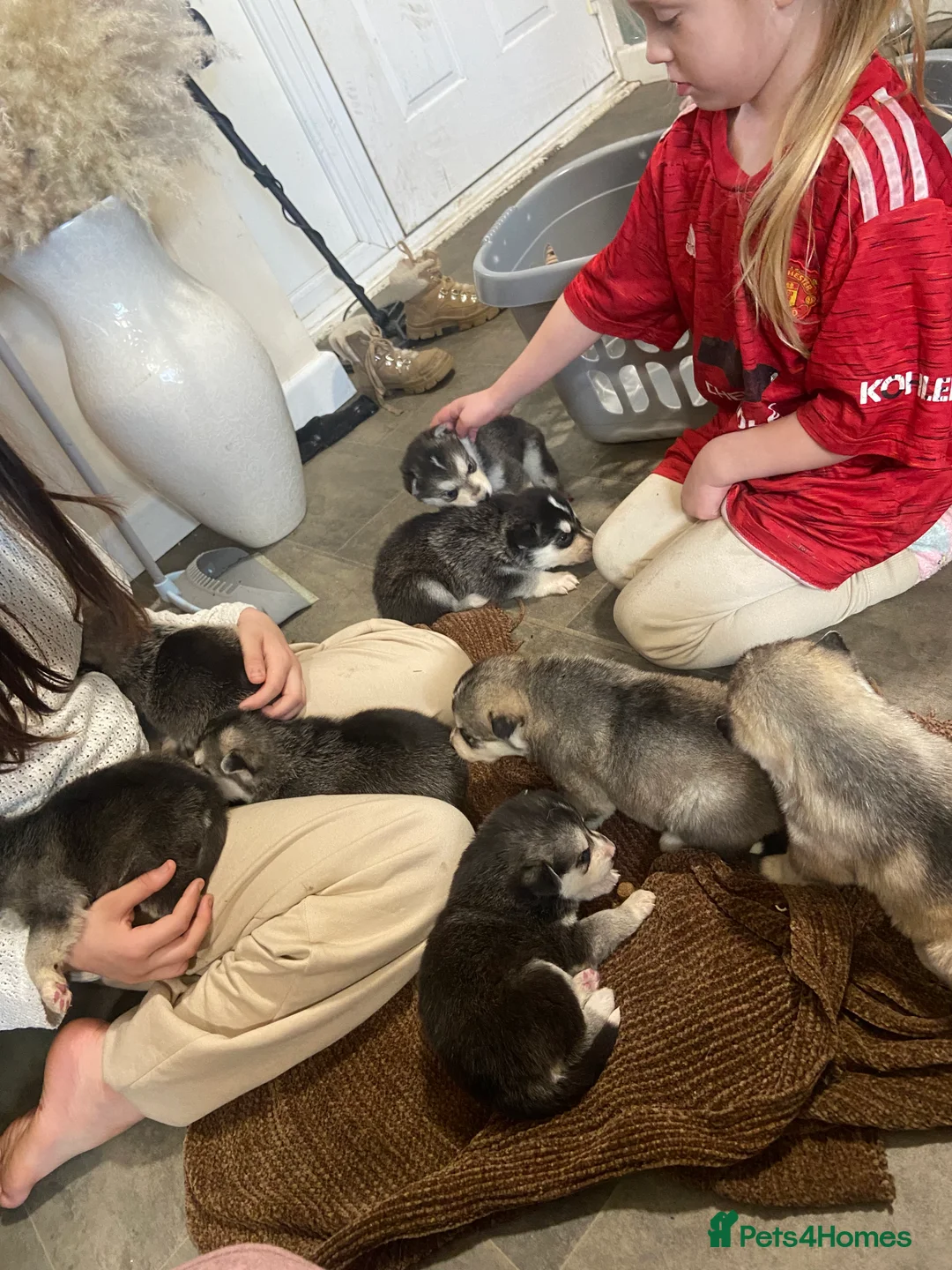Alaskan Malamute dogs for sale: Alaskan malamute puppies  - Advert 6