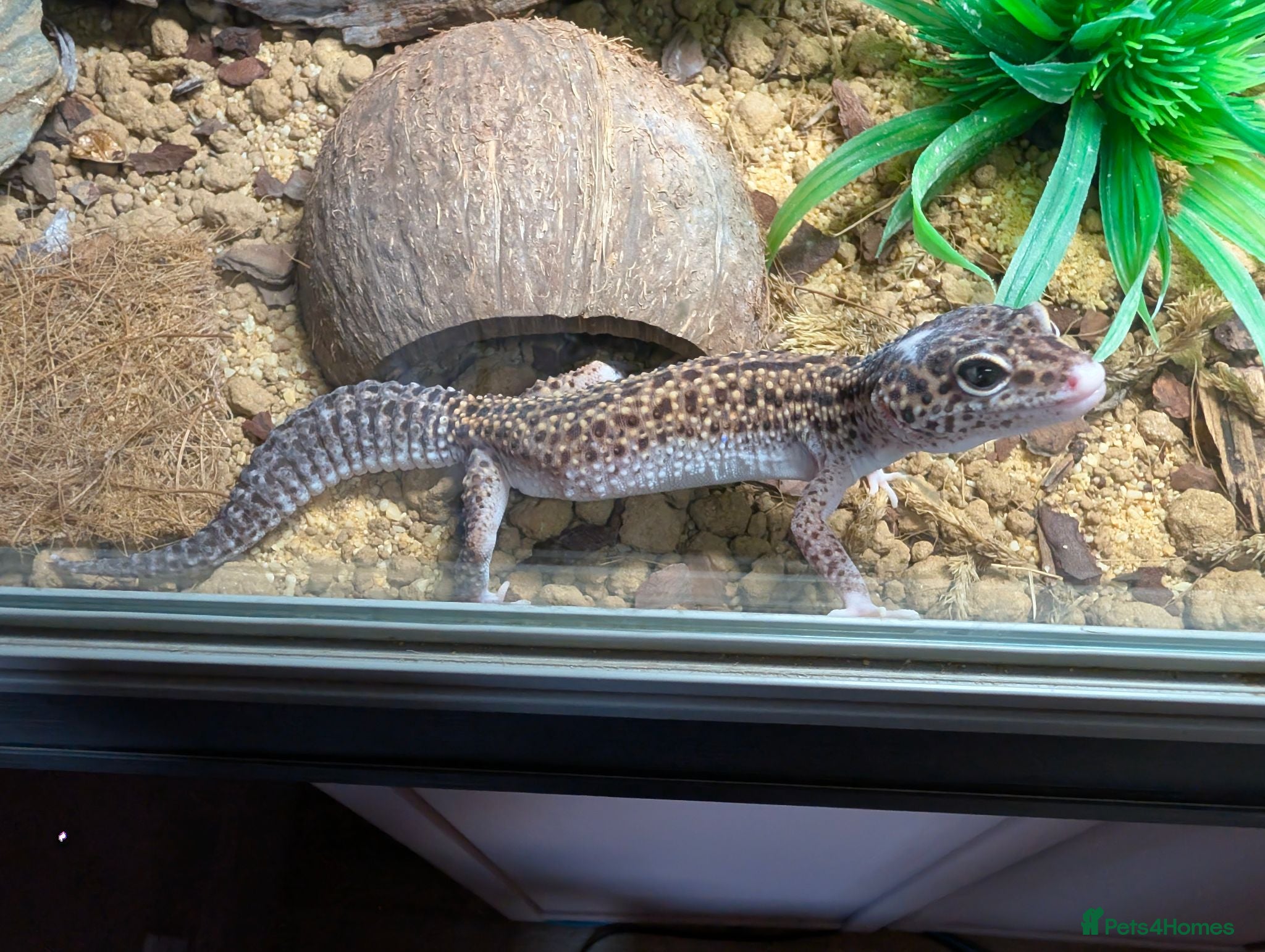Leopard Gecko reptiles 3 year old Leopard Gecko with Full set up  - Advert 1