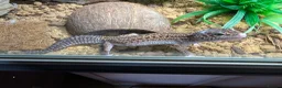 Leopard Gecko reptiles for sale: 3 year old Leopard Gecko with Full set up  in Walton on the Naze - Advert 1