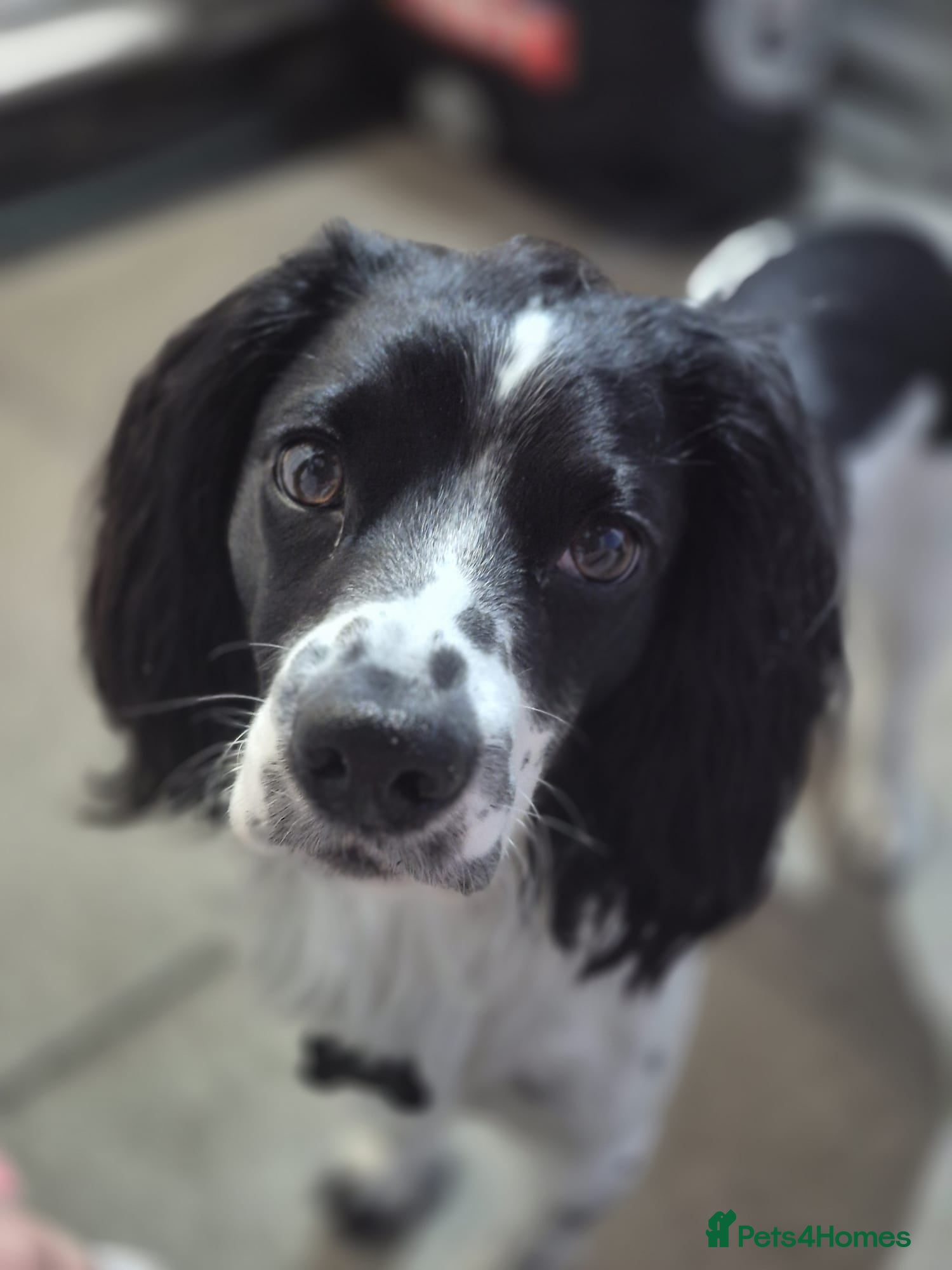 Cocker Spaniel dogs Beautiful cocker spaniel girl needing loving home - Advert 1