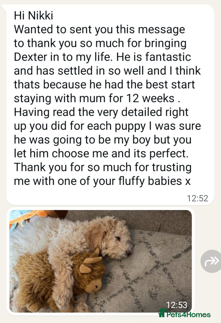 Mini Goldendoodle dogs F2B MINIATURE GOLDENDOODLES 🐾 FULLY VACCINATED ❤️ - Advert 2