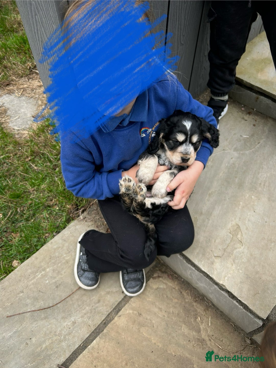Cocker Spaniel dogs for sale: ⭐️⭐️TOP QUALITY  KC SHOW COCKER SPANIEL PUPS ⭐️⭐️ - Image 4