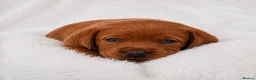Labrador Retriever dogs for sale: Exceptional fully health tested Dark Red & Black  - Advert 11