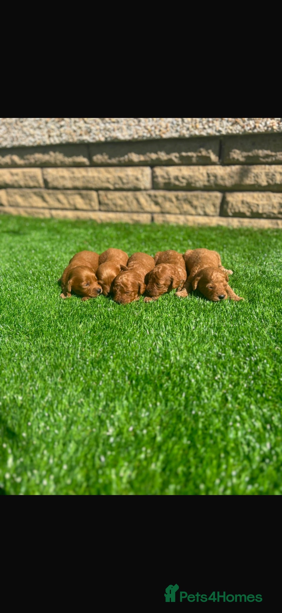 Cockapoo dogs Cockapoo puppies 💙💖💖💖💖 - Advert 8