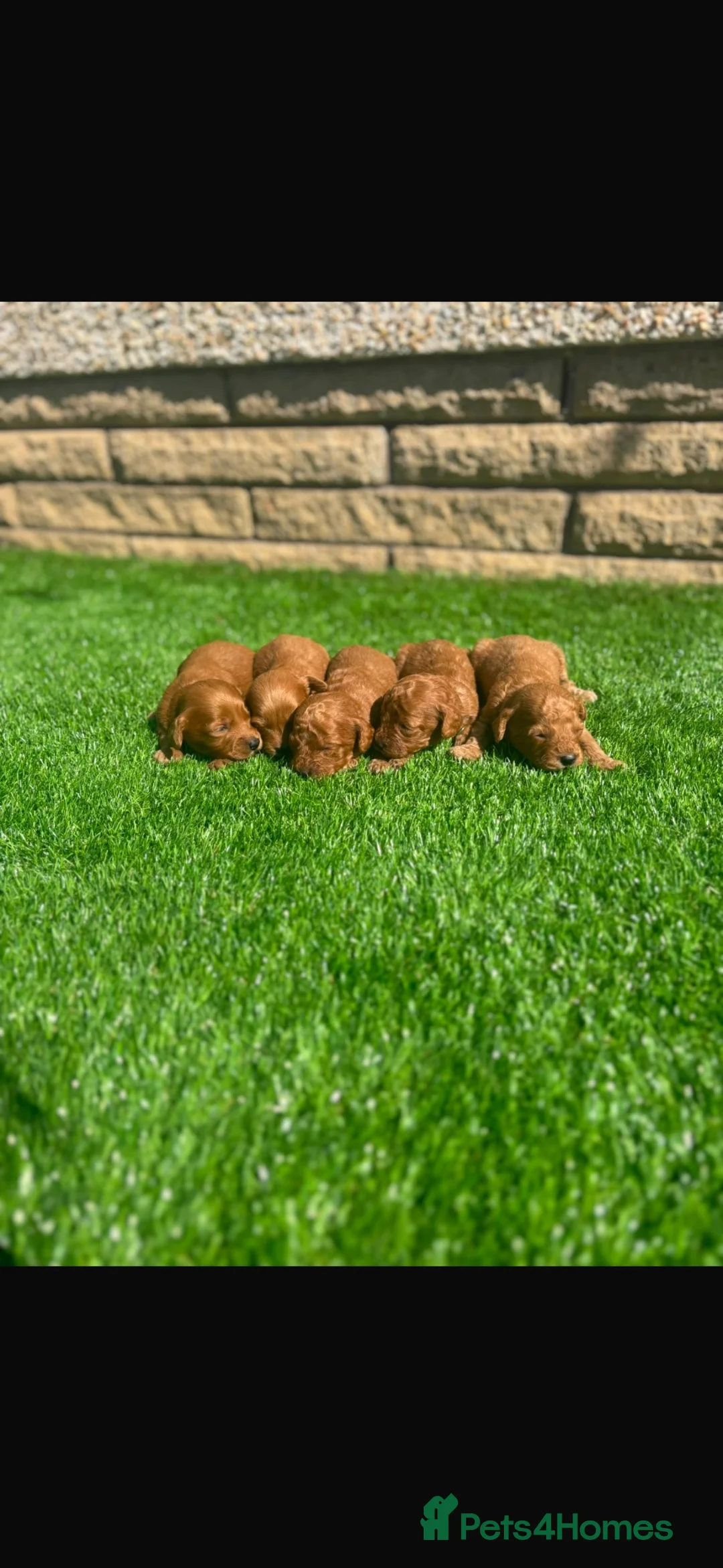 Cockapoo dogs for sale: Cockapoo puppies 💙💖💖💖💖 in Larkhall - Advert 1