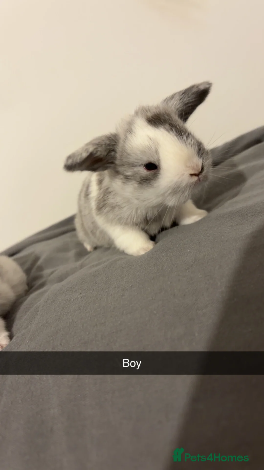 Mini Lop rabbits for sale: READY 12th APRIL  - Advert 2