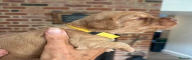 Cockapoo 5