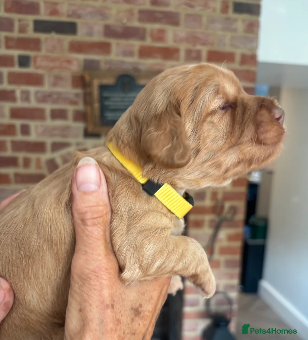 Cockapoo dogs for sale: 5 Beautiful F1 Toy cockapoo puppies  - Advert 1