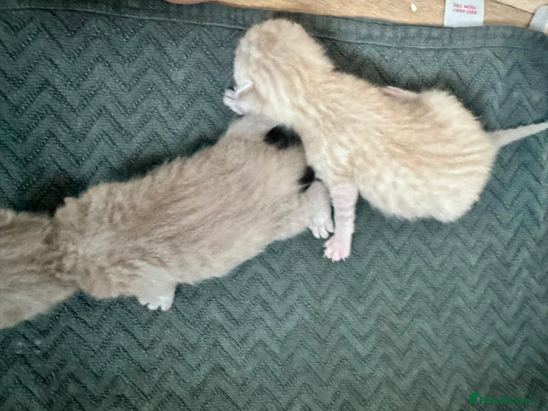 Bengal cats for sale: 2 left now Bengal cross ragdoll kittens - Advert 2