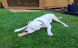 American Bulldog dogs for sale: Beautiful American Bulldog - Image 1