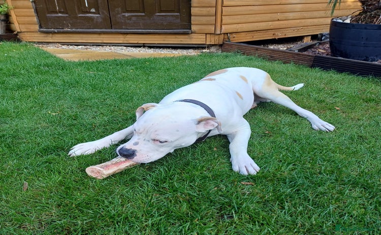 American Bulldog dogs - Advert 10