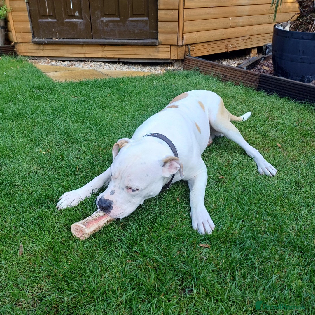 American Bulldog dogs for sale: Beautiful American Bulldog - Image 1