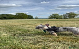 French Bulldog dogs for stud: Blue merle French bulldog for stud - Image 1