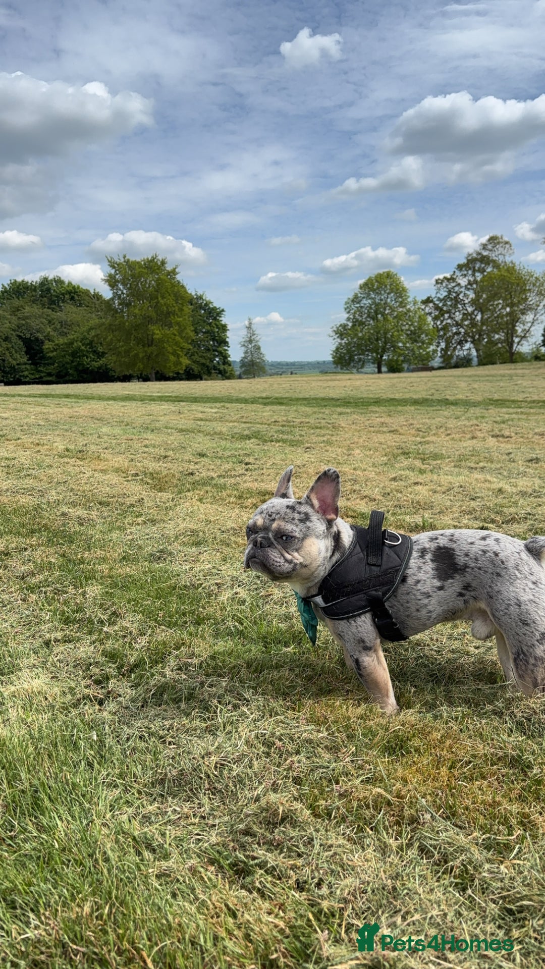 French Bulldog dogs for stud: Blue merle French bulldog for stud - Image 1