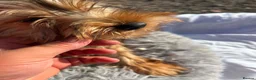Yorkshire Terrier dogs for sale: Yorkshire terriers  - Advert 33