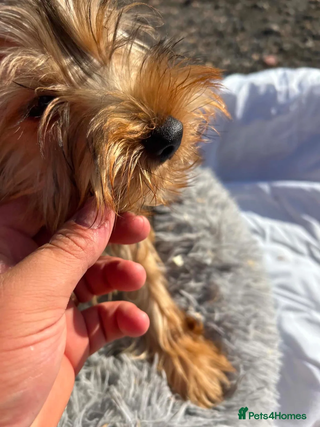 Yorkshire Terrier dogs for sale: Yorkshire terriers  - Advert 33