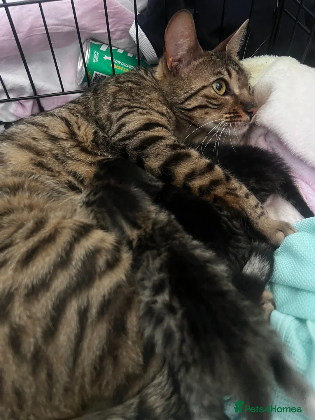 Bengal cats for sale: Bengal cross kitten  in Pathhead - Advert 1