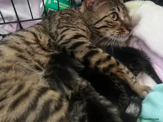 Bengal cats Bengal cross kitten - Advert 1