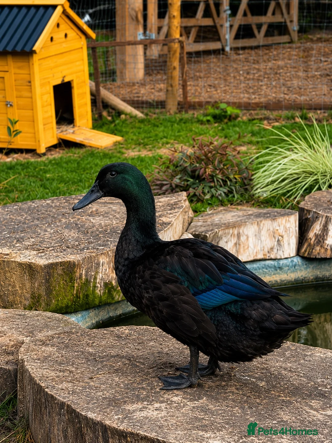 Ducks poultry for sale: Quartet of Cayuga Ducks  - Advert 2