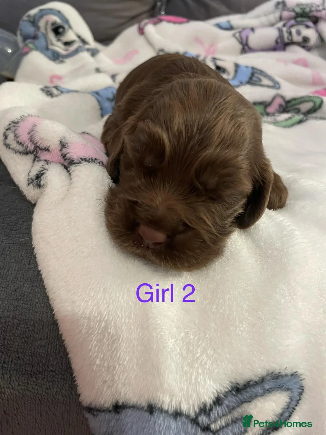 Cockapoo dogs for sale: (LAST BOY) Beautiful litter of 2 boys 2 girls - Advert 20