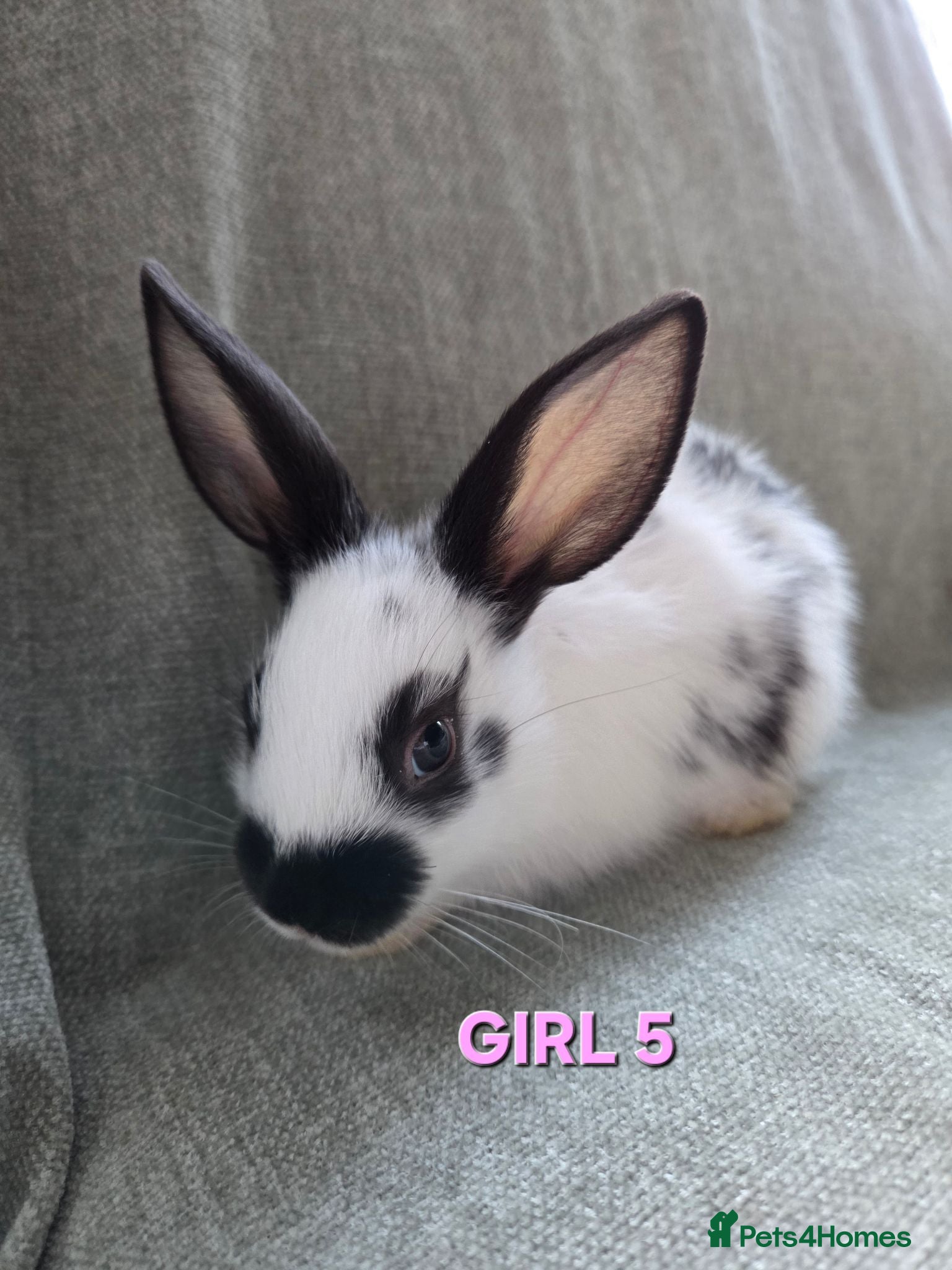 Lionhead rabbits ☆£35 each☆Lion head cross *  - Advert 2