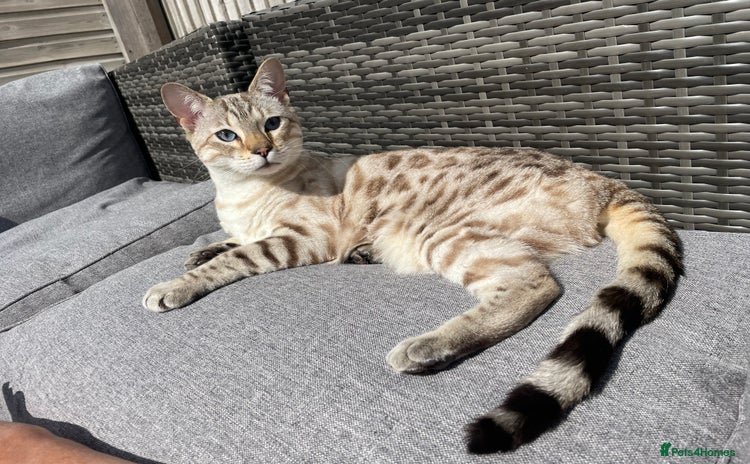 Bengal cats - Advert 10