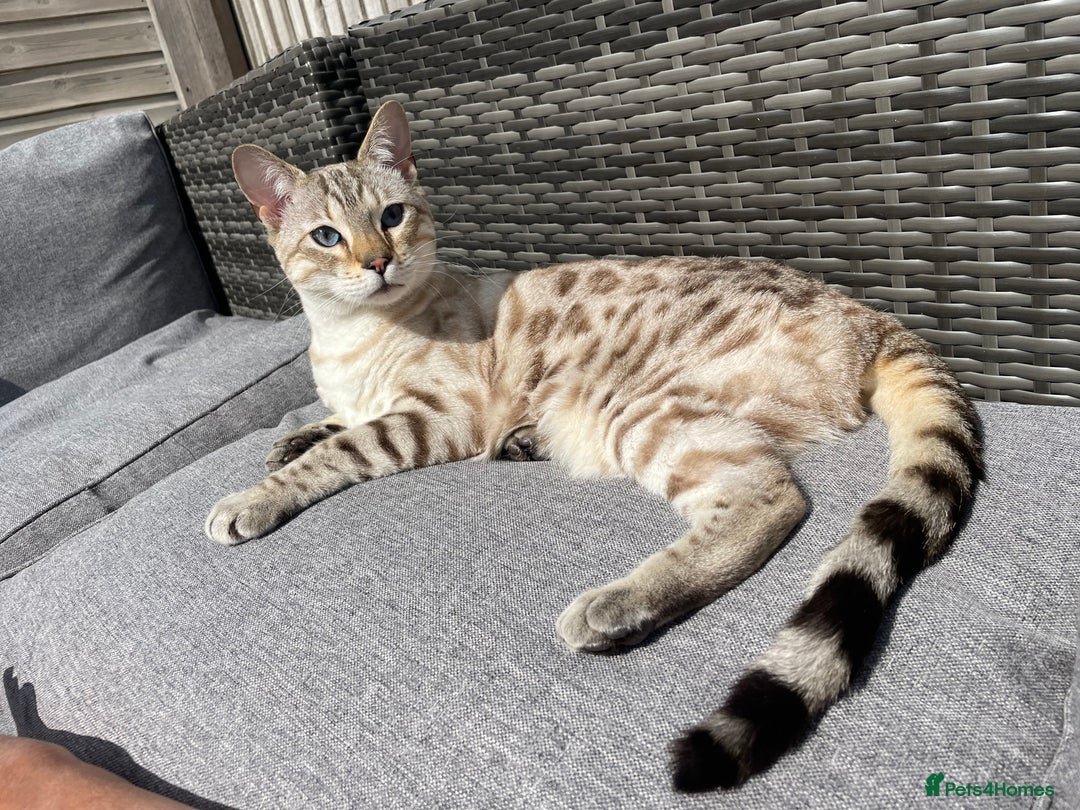 Bengal cats for sale: Beautiful 3rd gen seal lynx bengal - Image 1