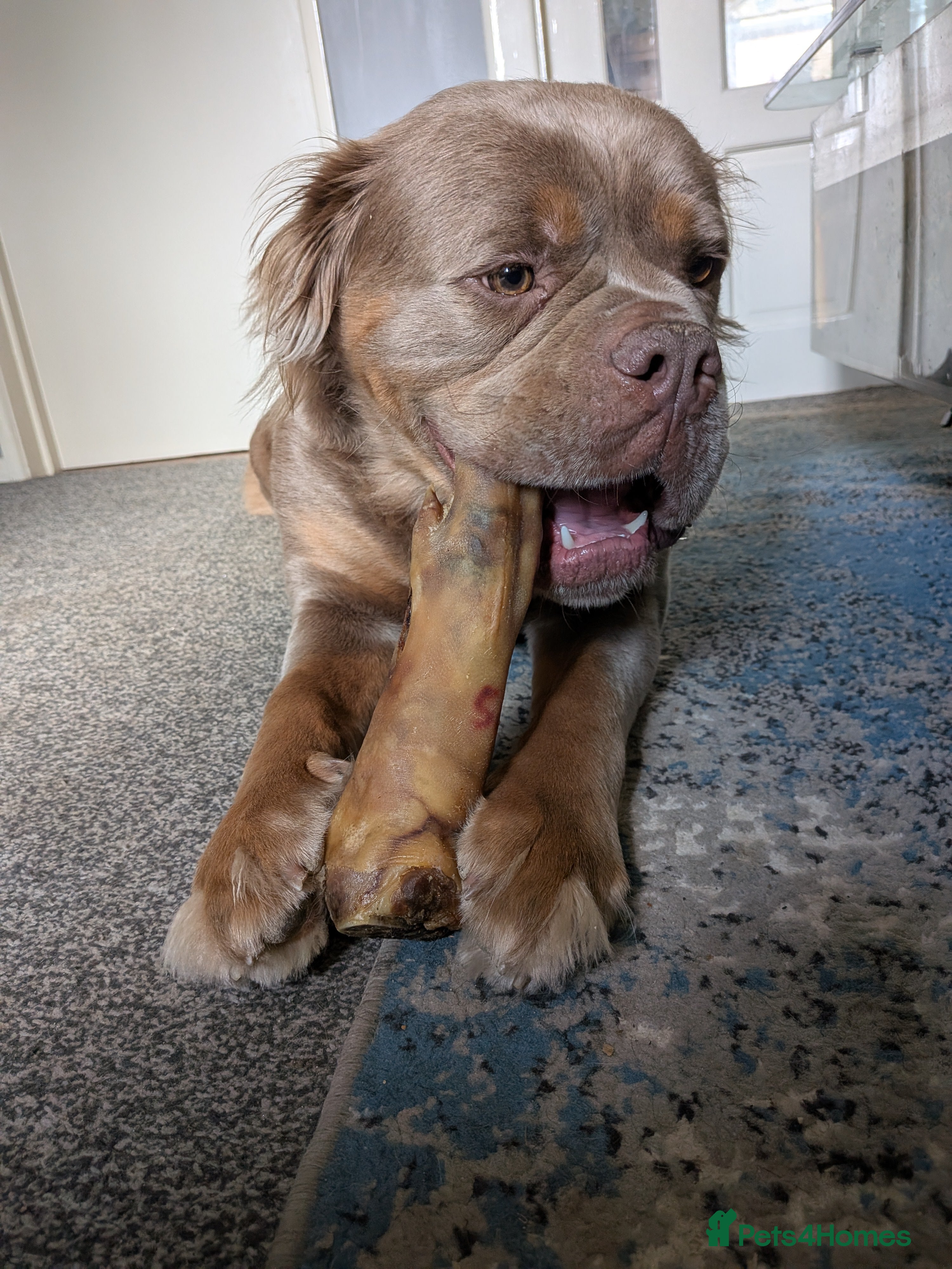 Olde English Bulldogge dogs Mammut  - Advert 2