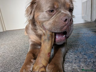 Olde English Bulldogge dogs Mammut - Advert 2