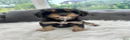 Cavapoo dogs for sale: F1 cavapoo puppies  - Advert 5