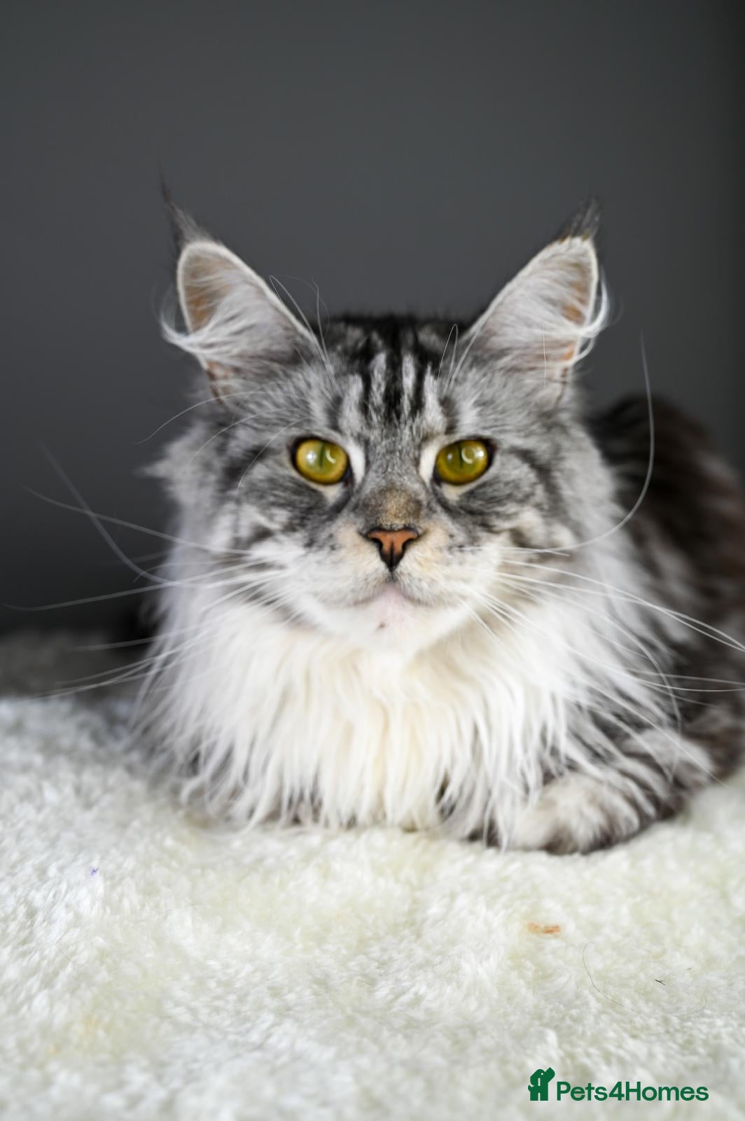 Maine Coon cats Peppy *Piggy*   - Advert 1